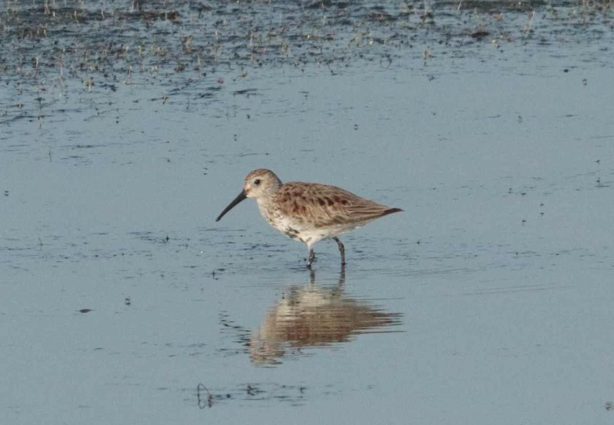 Dunlin - ML617606765