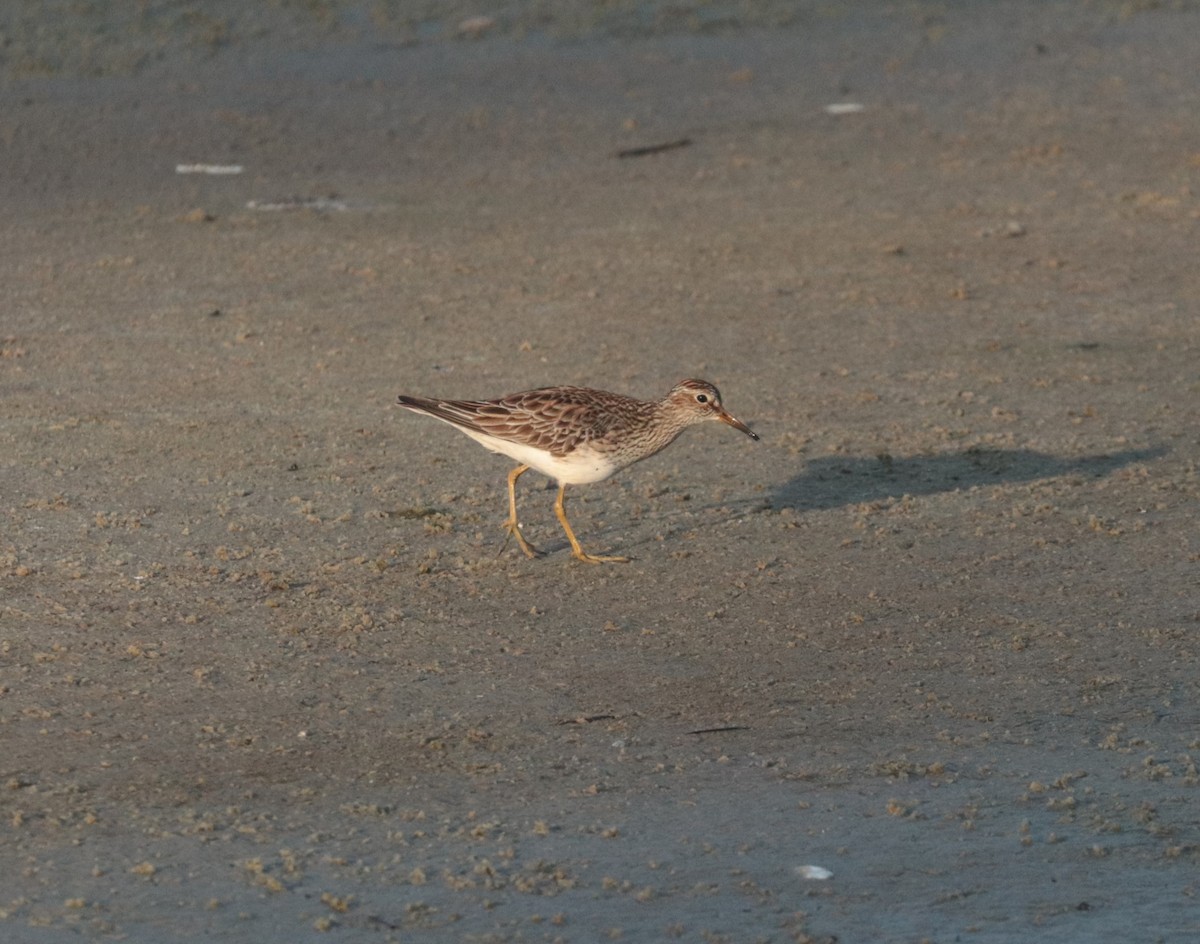 Graubrust-Strandläufer - ML617606781