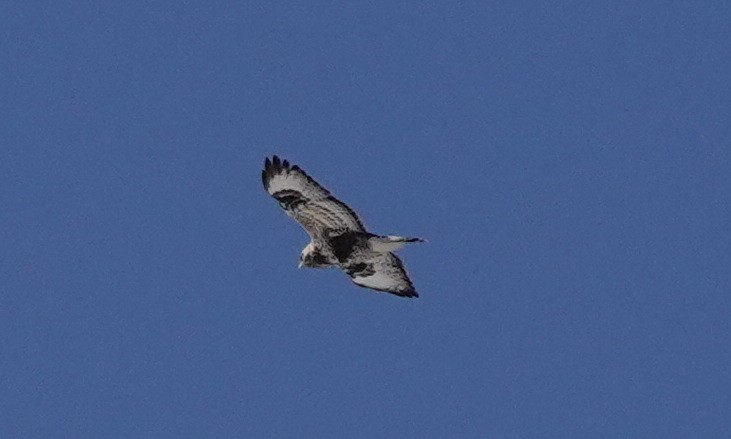 Rough-legged Hawk - ML617606787