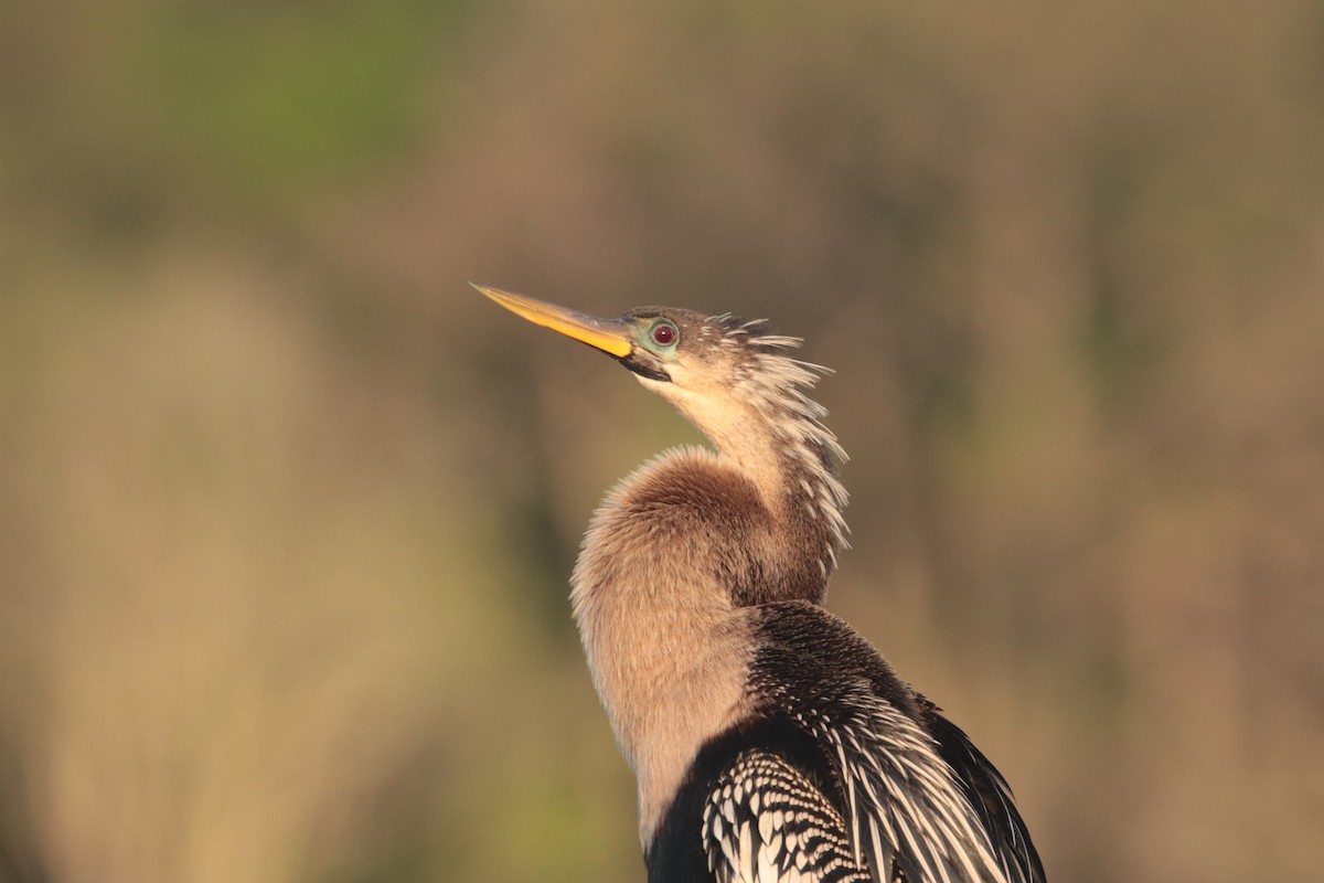 Anhinga Americana - ML617606789