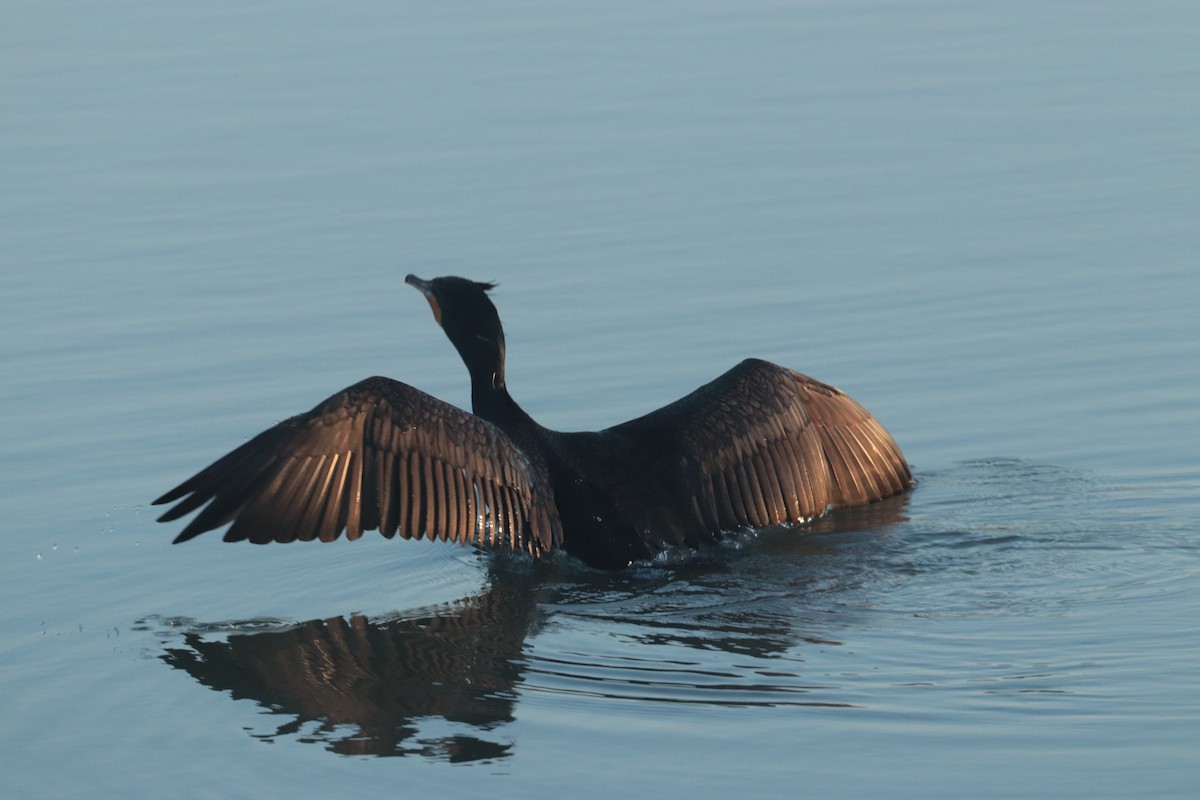 Cormorán Orejudo - ML617606791