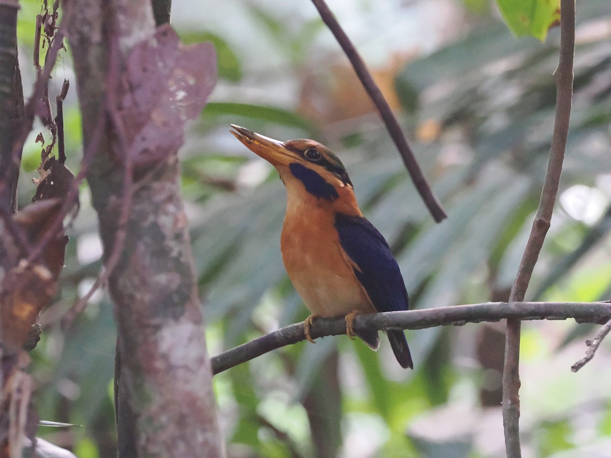 Rufous-collared Kingfisher - Simon  Allen