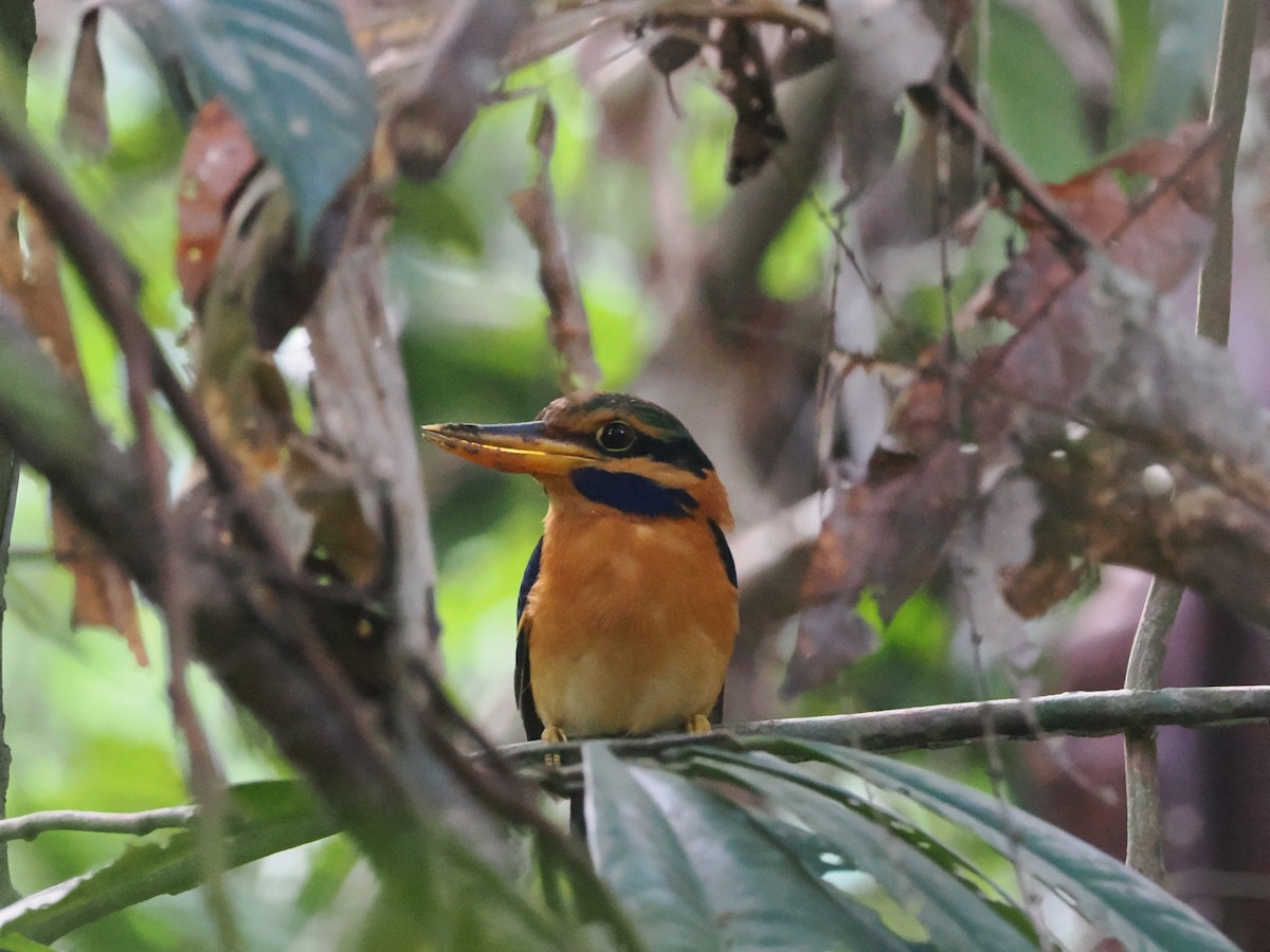 Rufous-collared Kingfisher - Simon  Allen