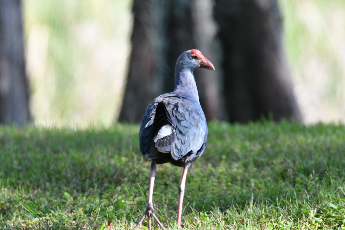 Gray-headed Swamphen - ML617606800