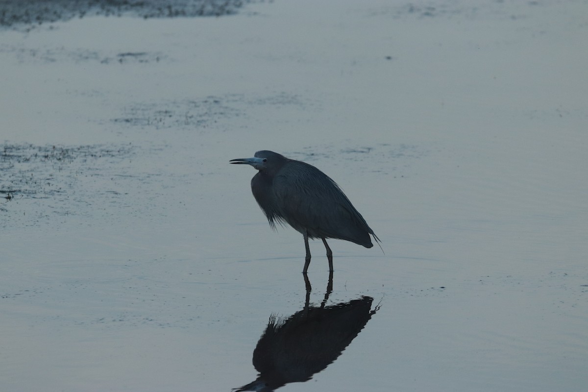 Little Blue Heron - ML617606808