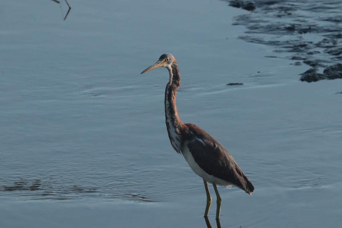 Tricolored Heron - ML617606817