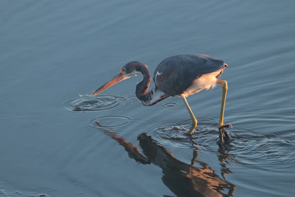 Tricolored Heron - ML617606818