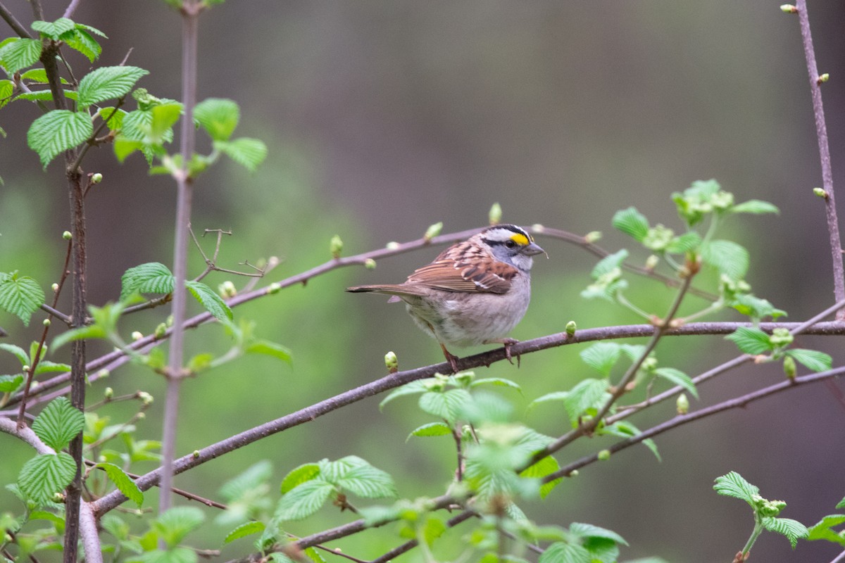 White-throated Sparrow - Jeff Katen