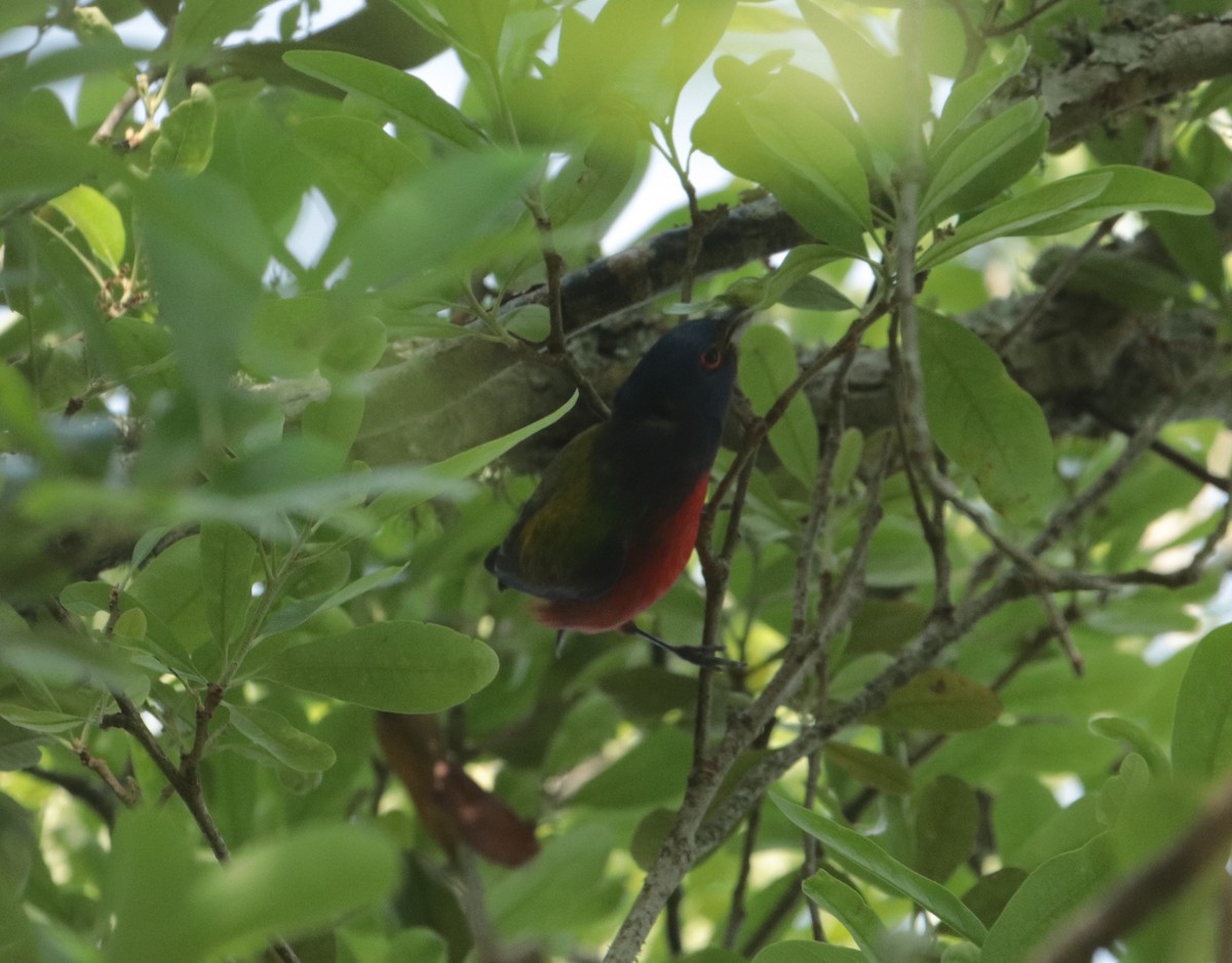 Painted Bunting - ML617606900