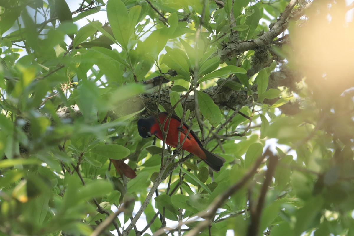 Painted Bunting - ML617606901