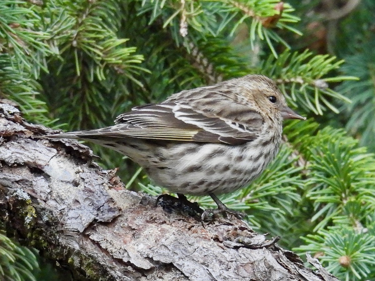 Pine Siskin - ML617606902