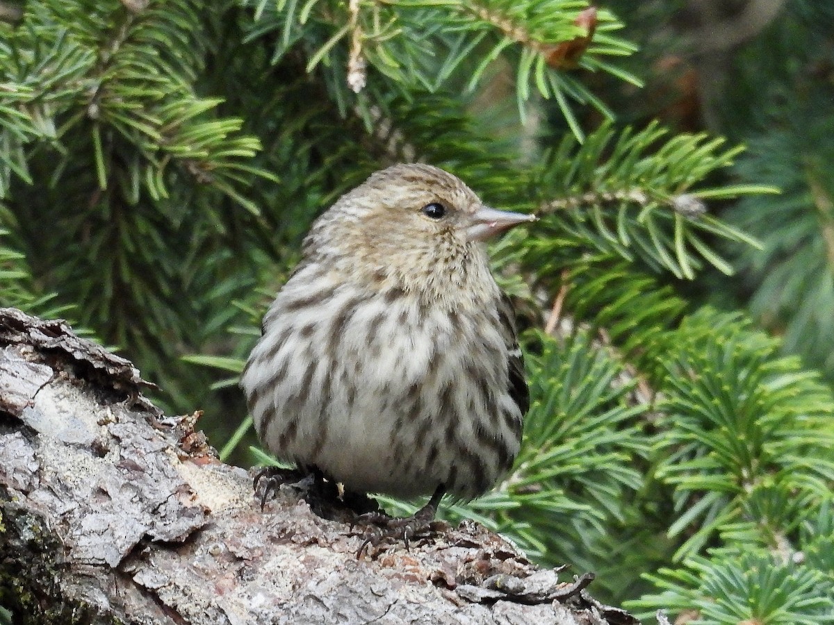 Pine Siskin - ML617606905