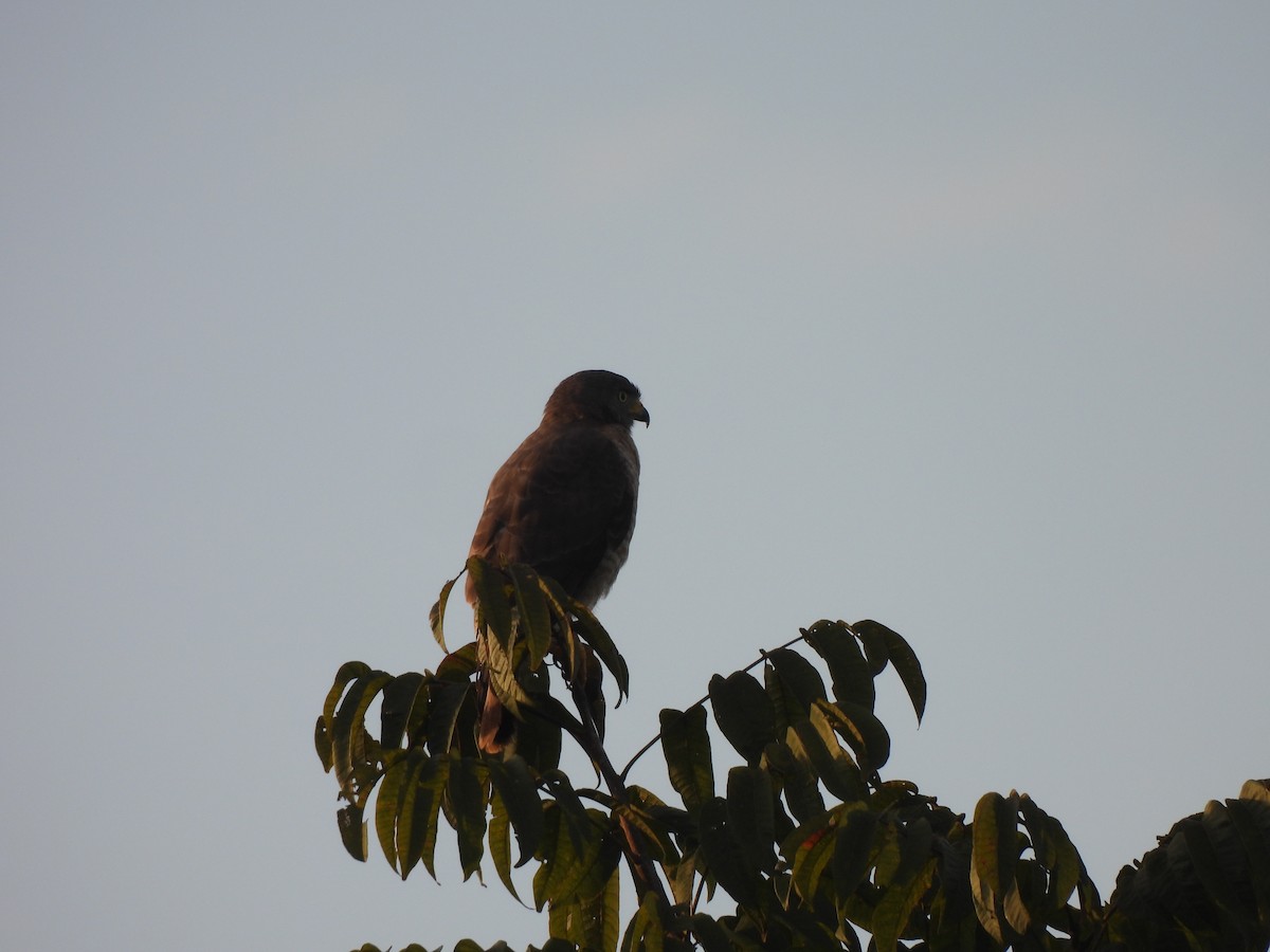 Roadside Hawk - ML617606928