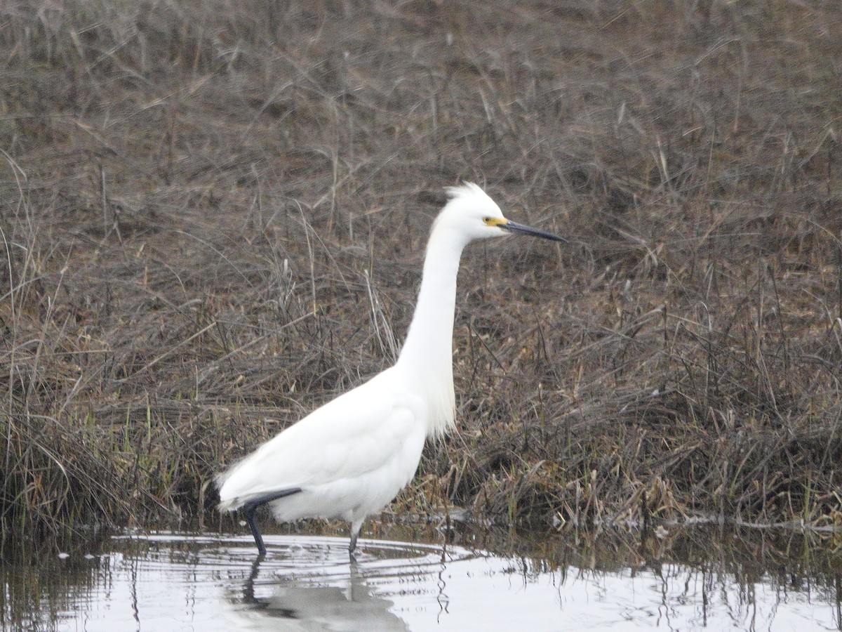 Snowy Egret - ML617606953