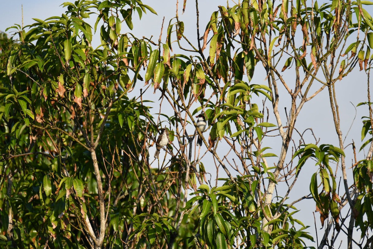 Red-whiskered Bulbul - Chucky Wensel