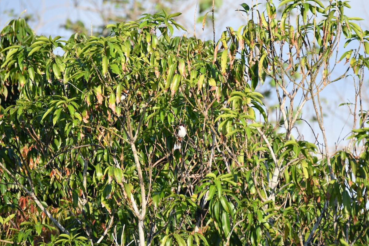 Red-whiskered Bulbul - Chucky Wensel