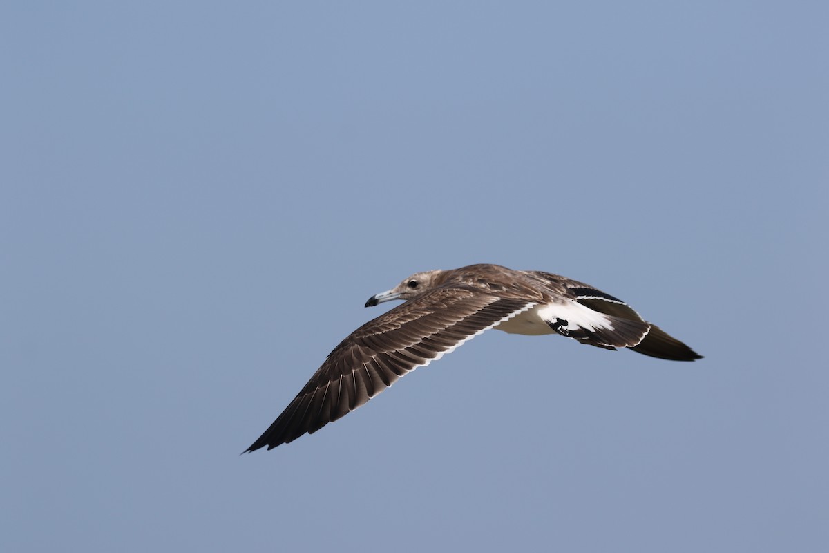 Gaviota Cejiblanca - ML617606974