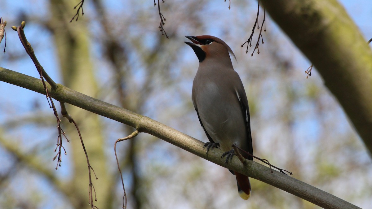 Bohemian Waxwing - ML617606985