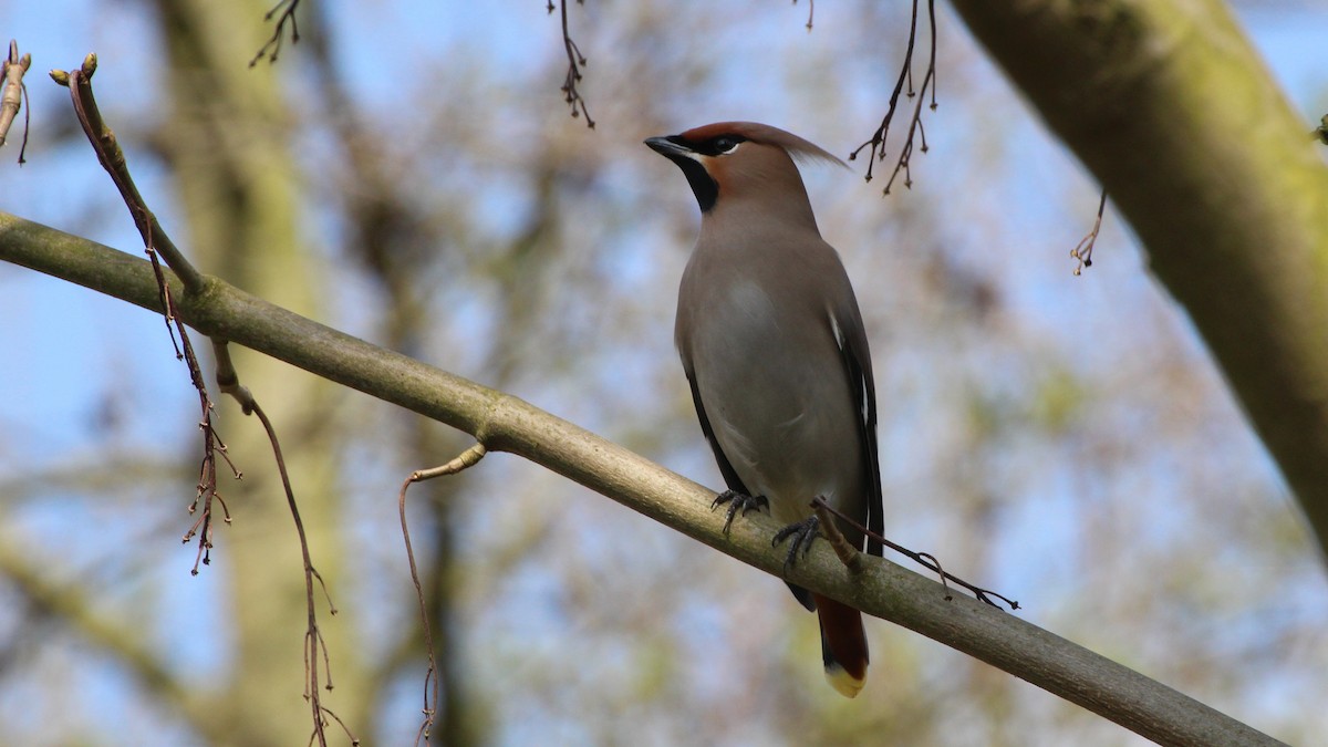 Bohemian Waxwing - ML617606989