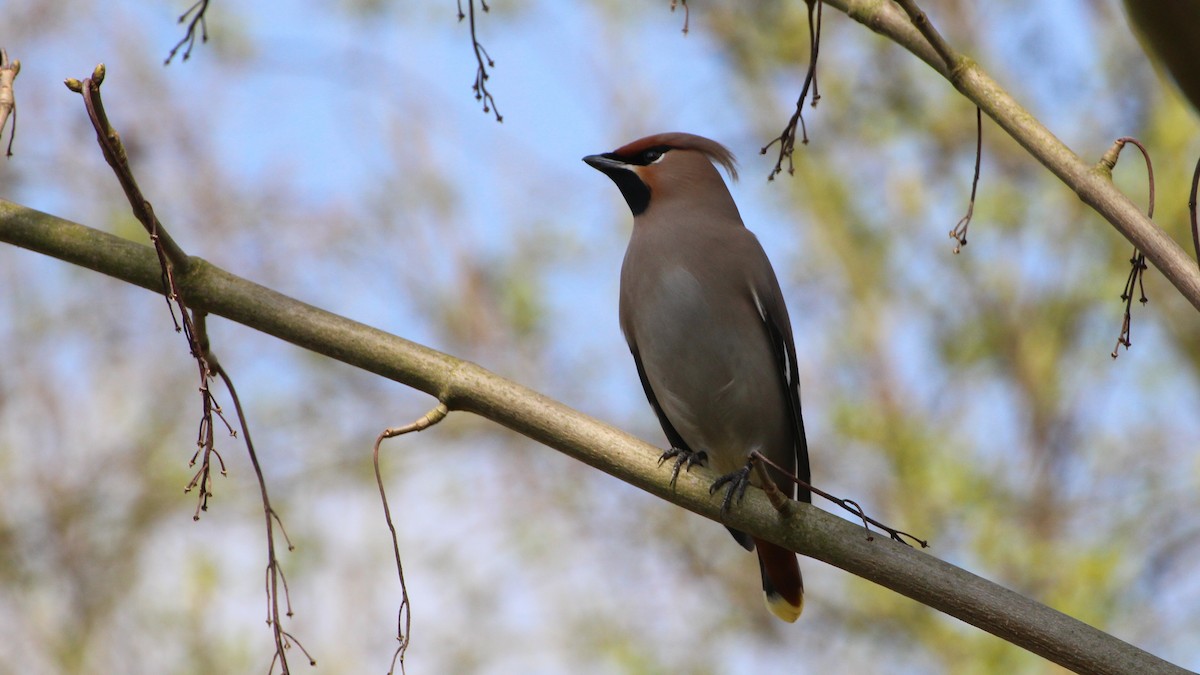 Bohemian Waxwing - ML617606990