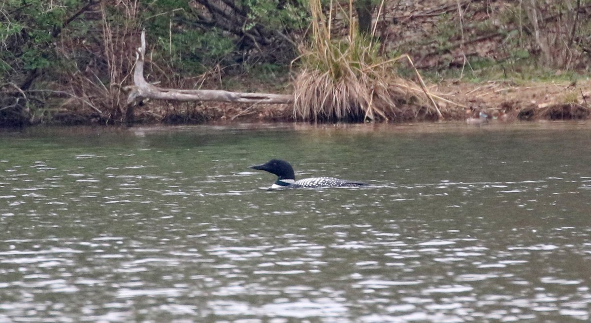 Common Loon - ML617607048