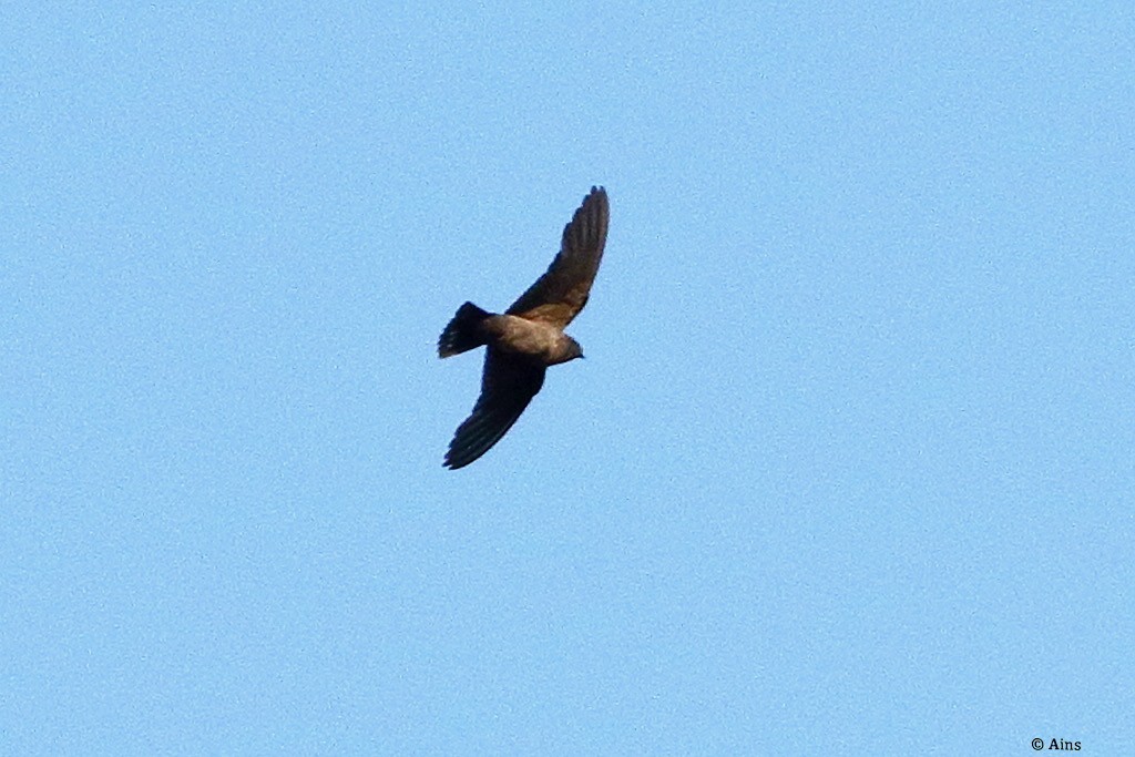 Dusky Crag-Martin - ML617607049