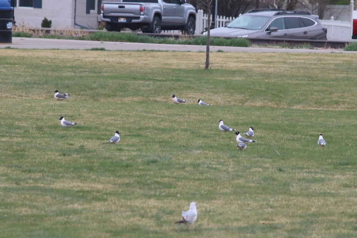 Franklin's Gull - David Leatherman