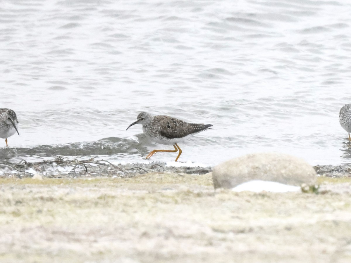 Lesser Yellowlegs - ML617607054