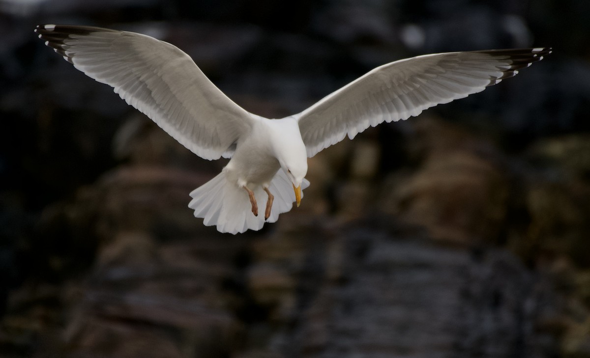 Herring Gull - ML617607056