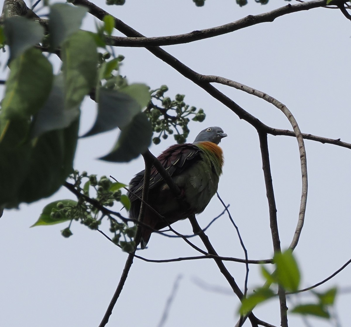 Little Green-Pigeon - ML617607064