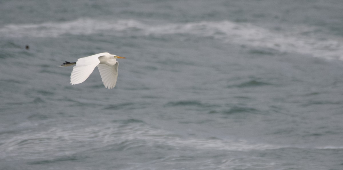 Great Egret - Weston Barker