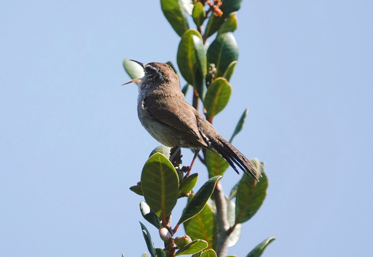 Bewick's Wren - TK Birder