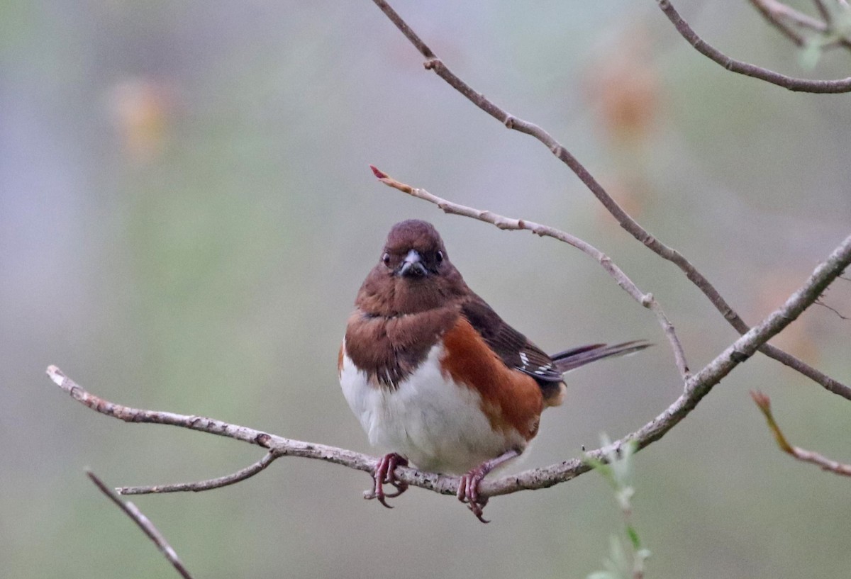 Eastern Towhee - ML617607087