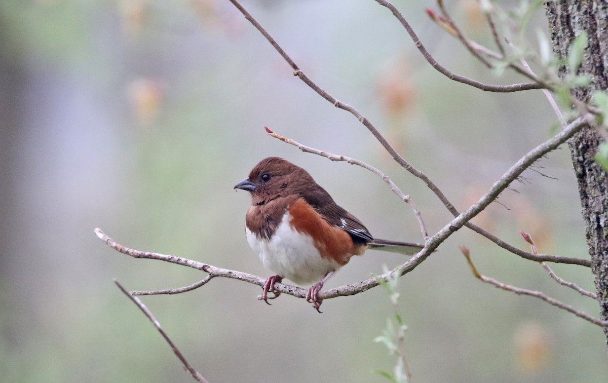 Eastern Towhee - ML617607088