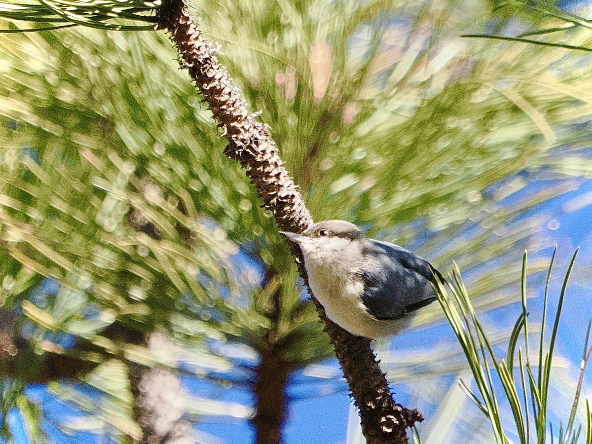 Pygmy Nuthatch - ML617607112