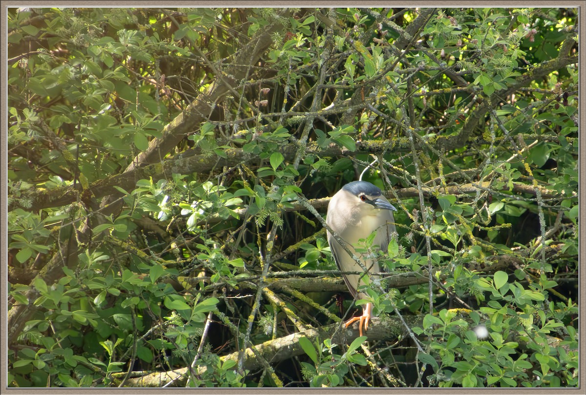 Black-crowned Night Heron - ML617607141