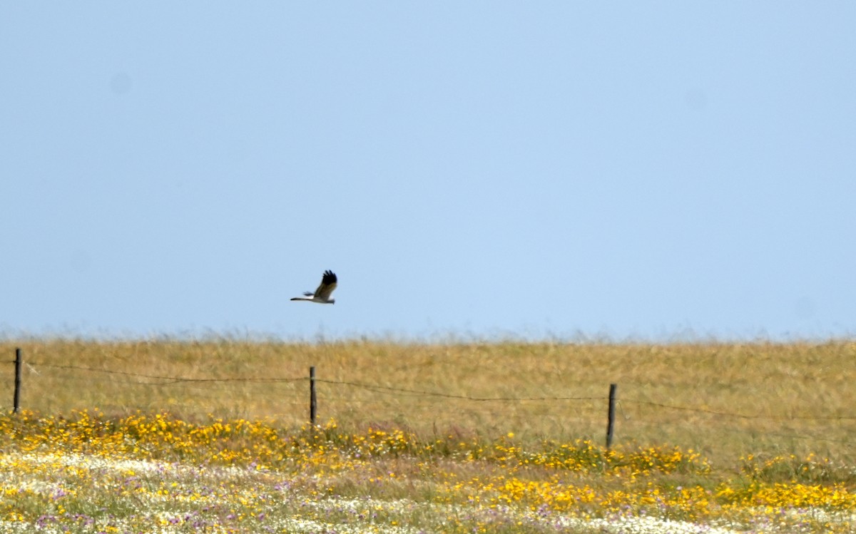 Aguilucho Pálido - ML617607169