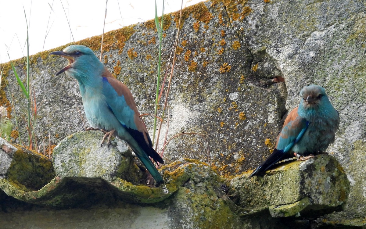 European Roller - ML617607180