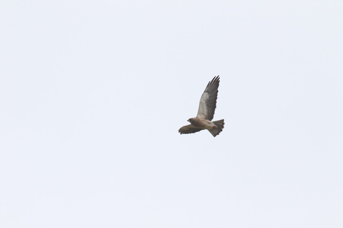 Swainson's Hawk - David Leatherman