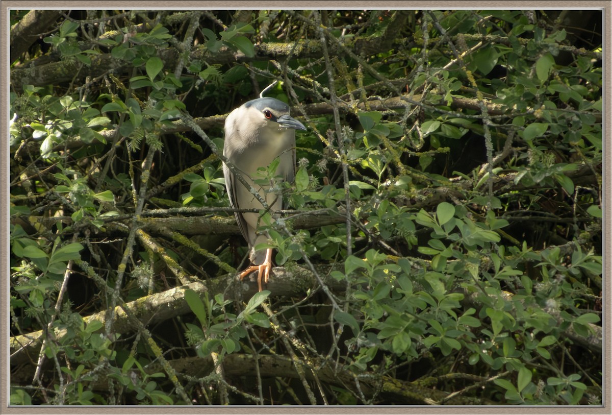 Black-crowned Night Heron - ML617607200