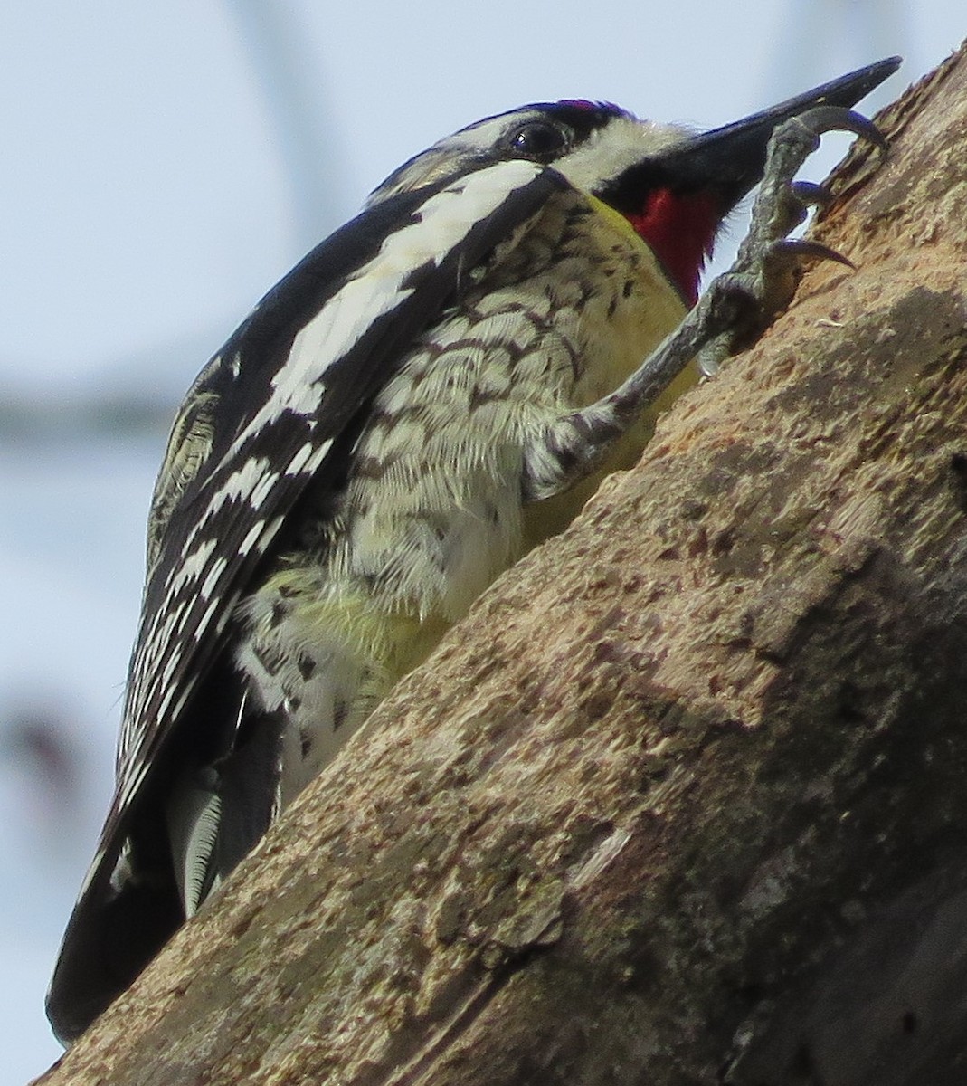 Yellow-bellied Sapsucker - ML617607209