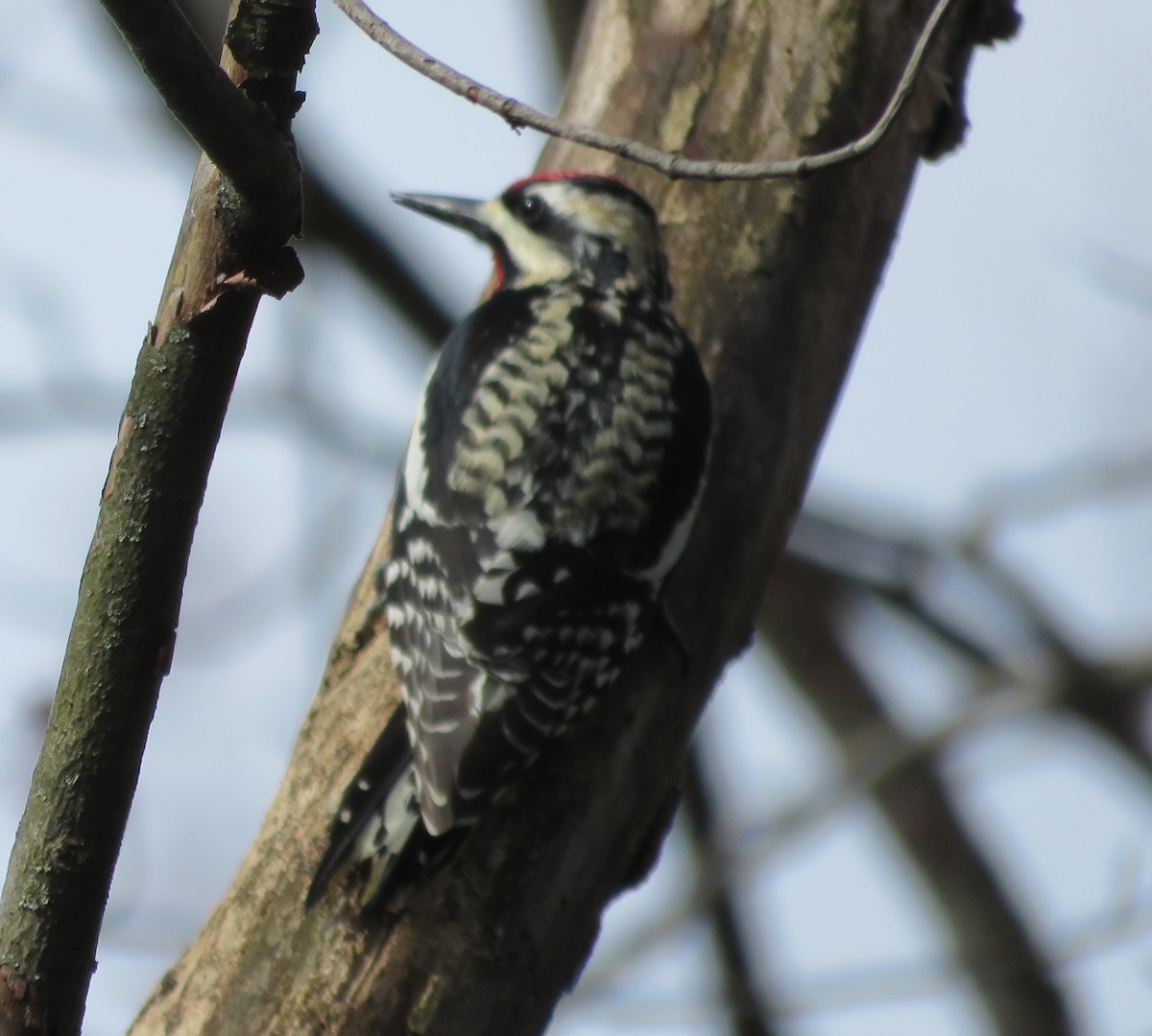 Yellow-bellied Sapsucker - ML617607210