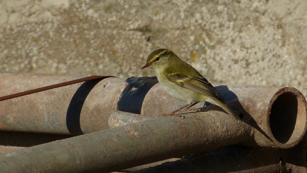 Yellow-browed Warbler - ML617607251