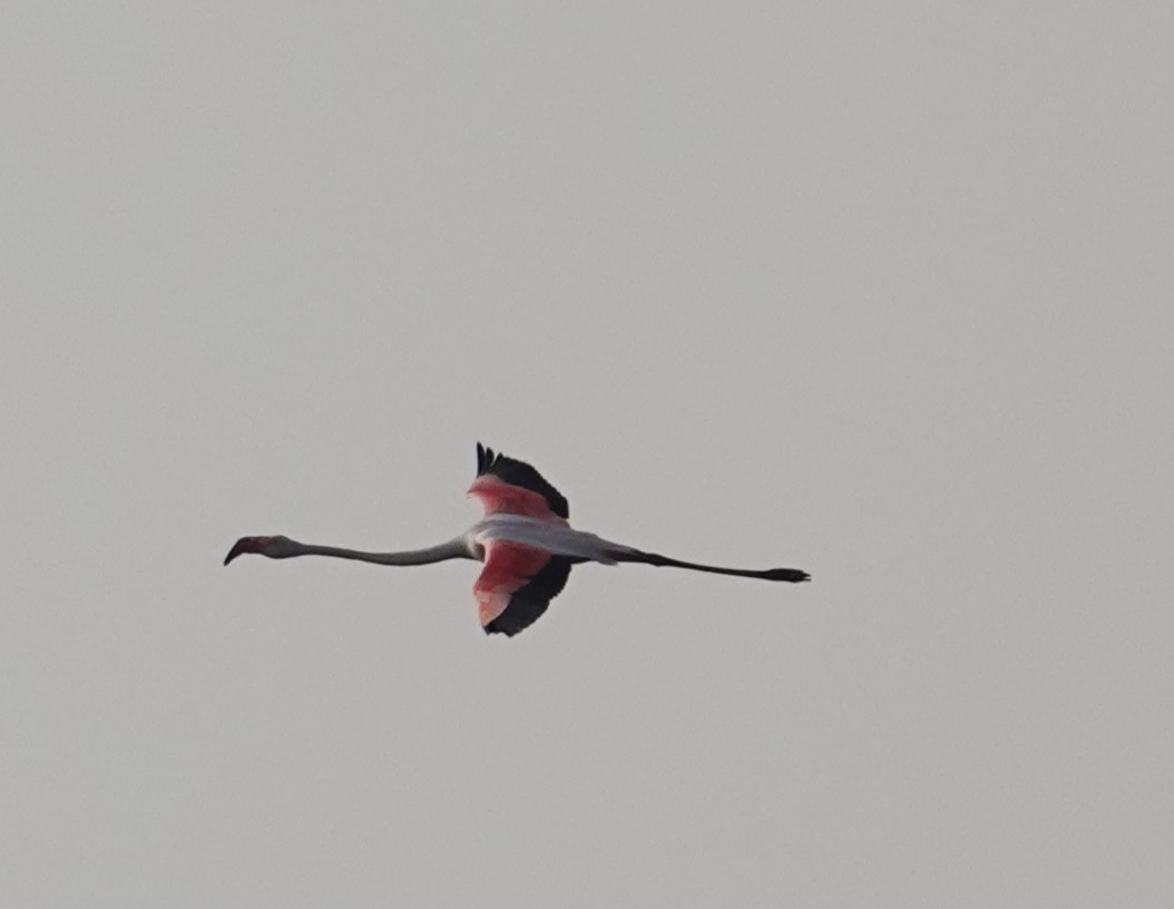 Greater Flamingo - Sagarika gupta