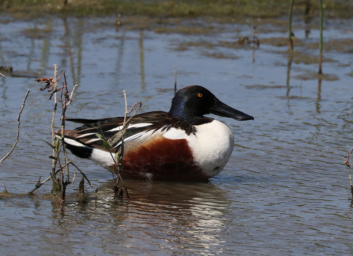 Canard souchet - ML617607363