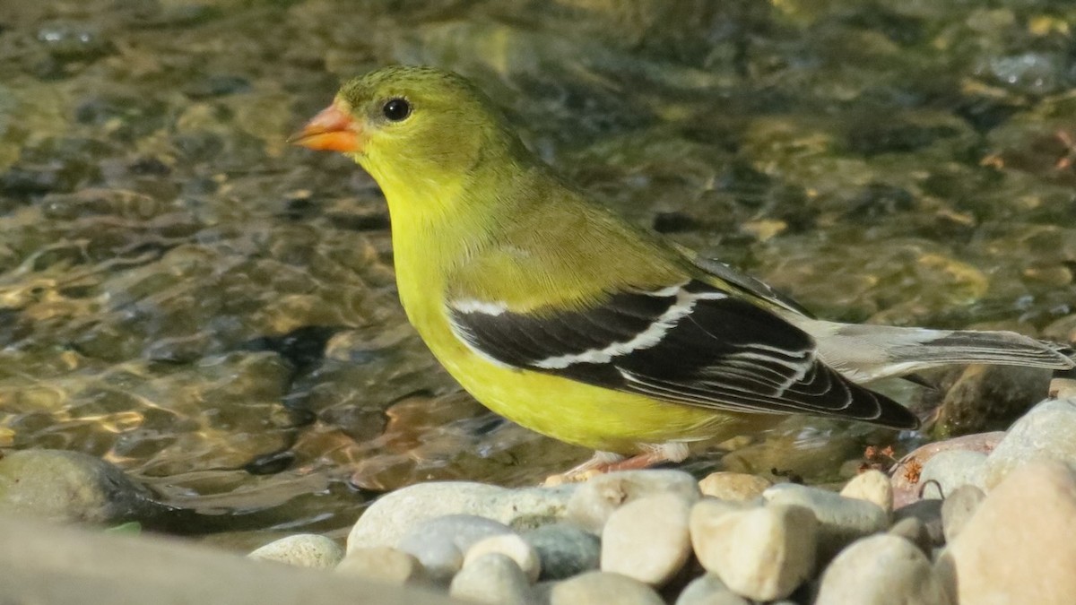 Chardonneret jaune - ML617607393