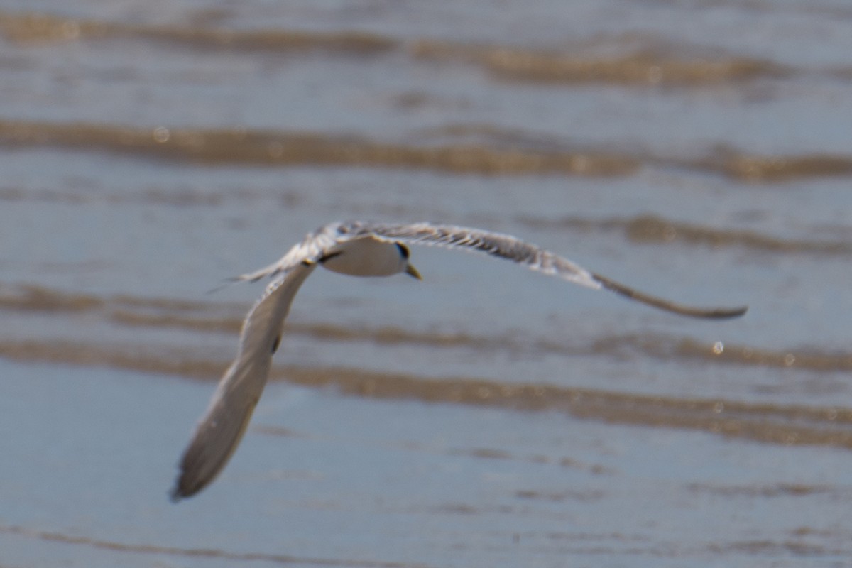 Great Crested Tern - ML617607394
