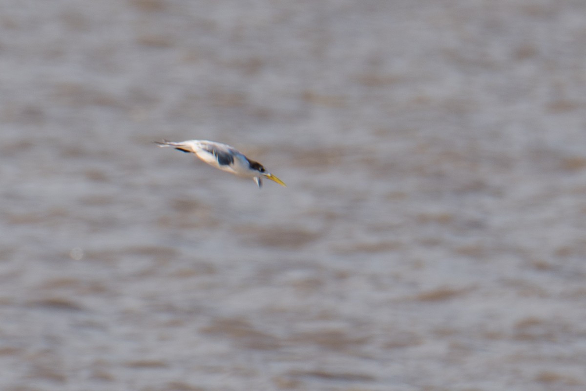 Great Crested Tern - ML617607395