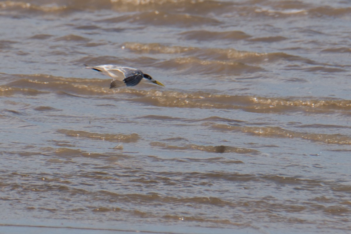 Great Crested Tern - ML617607396