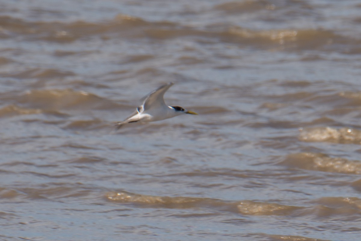 Great Crested Tern - ML617607397